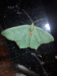 Common Emerald_234103.jpg