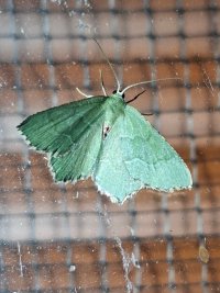 Common Emerald_233635.jpg