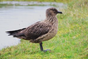 Bonxie - 052A1522.JPG