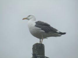 IMG_0662.JPG