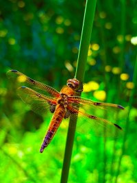 IMG_3627.jpeg