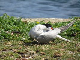 IMG_0695.JPG