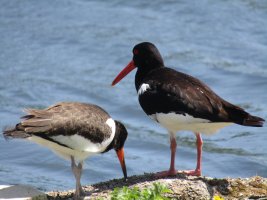 IMG_0684.JPG