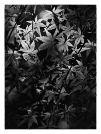 _DQH4453 colour copy.jpeg