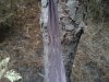 Tree Hugger Damage.jpg