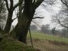 Ullacombe walk 27.3.13 012.jpg