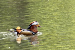Mandarin -.jpg Mandarin -.jpg
