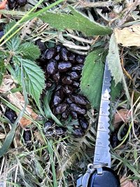 droppings.jpg