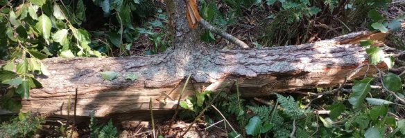alder2.jpg