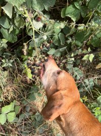IMG_1554.jpeg