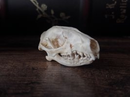 IMG_7969.jpeg