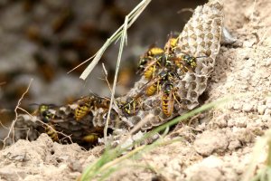 Vespula germanica - 052A2301.jpg