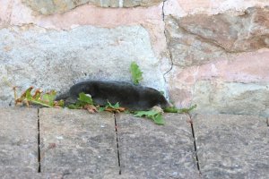 Mole - 052A2385.jpg