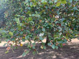 IMG_1089.jpeg