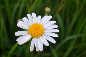 summer-flower.jpeg