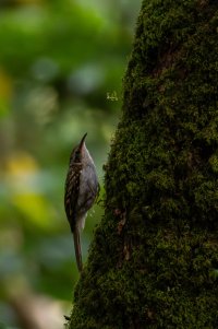 treecreeper - jumping-.jpg