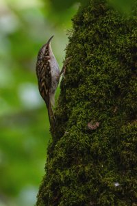 treecreeper-.jpg