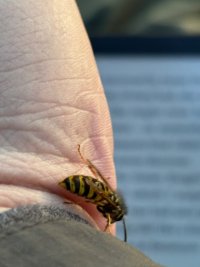 IMG_7964.jpeg