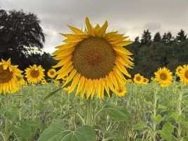 IMG_8070.jpeg