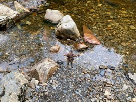 IMG_0646.jpeg