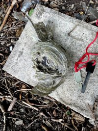 wasp nest.jpg wasp nest.jpg