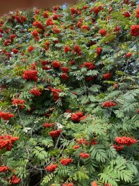 IMG_1313.jpeg