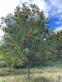 IMG_1314.jpeg