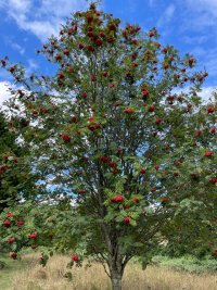 IMG_1315.jpeg
