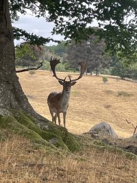 IMG_1281.jpeg