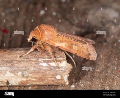 brown-adult-square-spot-rustic-moth-xestia-xanthographa-a-uk-garden-visitor-2XPHKDK-1821178883-1.jpg