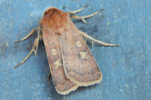 73.357-Square-spot-Rustic-Glentrool-Village-2015-Buzz-Clark-137100179.jpg