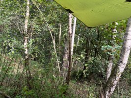 IMG_8234.jpeg
