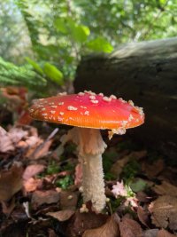 IMG_7246.jpeg