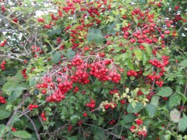 IMG_1117.JPG