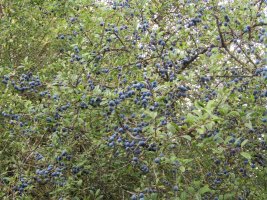 IMG_1113.JPG