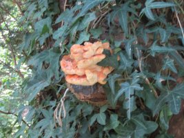 IMG_1142.JPG