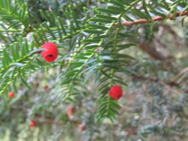 IMG_1152.JPG