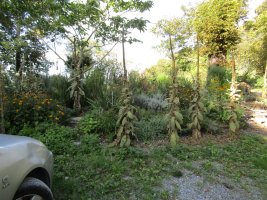 IMG_1190.JPG