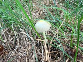 IMG_5415.jpeg