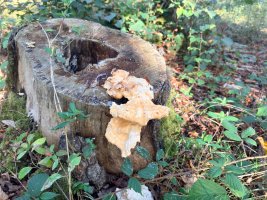 IMG_5413.jpeg