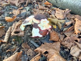 IMG_5396.jpeg