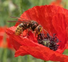hornet on poppy 1.jpg