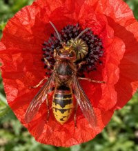 hornet on poppy 2.jpg