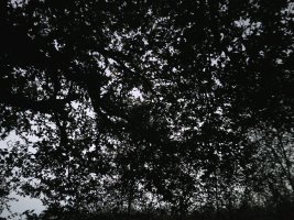 DSCF0035.JPG