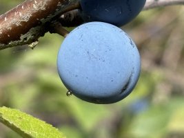 IMG_8189.jpeg
