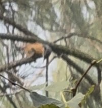 IMG_5657.jpeg