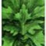 The Green Man