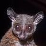 DaveyBushBaby