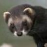 Polecat