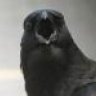 Crow-Man